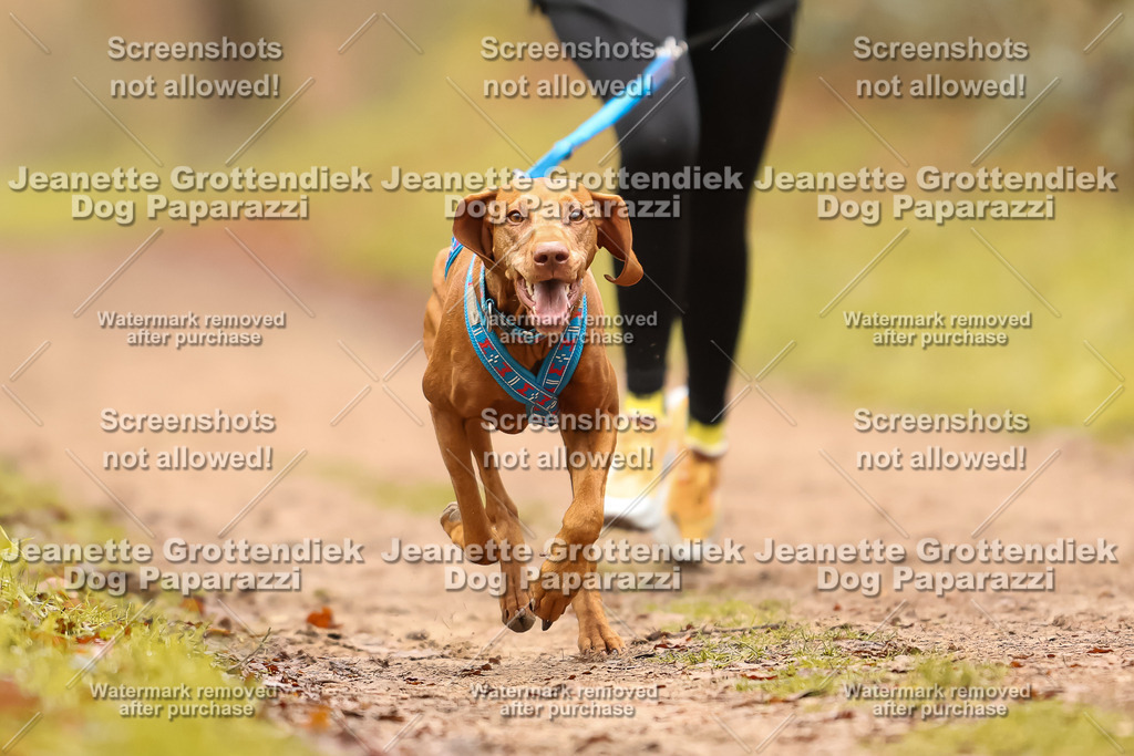 Dog Paparazzi - Speedhunter Mannheim  2025-128 | Dog Paparazzi Jeanette Grottendiek Fotografie & Videografie