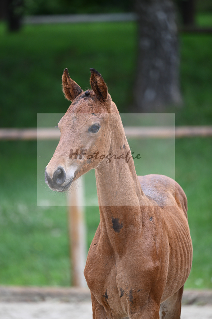 Kat-Nr. nn SF Vitalos_Kopp_25230403 | hf-fotografie - Realisiert mit Pictrs.com