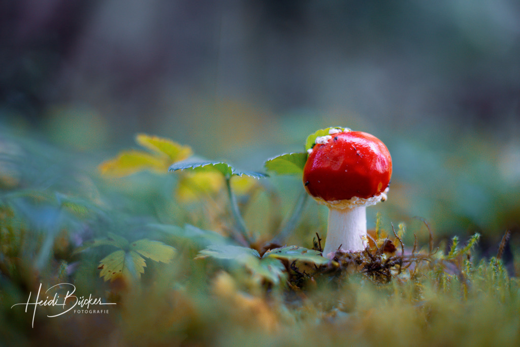 Fliegenpilz | Bilder und Impressionen zu jeder Jahreszeit aus dem Sauerland im Naturpark Sauerland-Rothaargebirge - Realisiert mit Pictrs.com