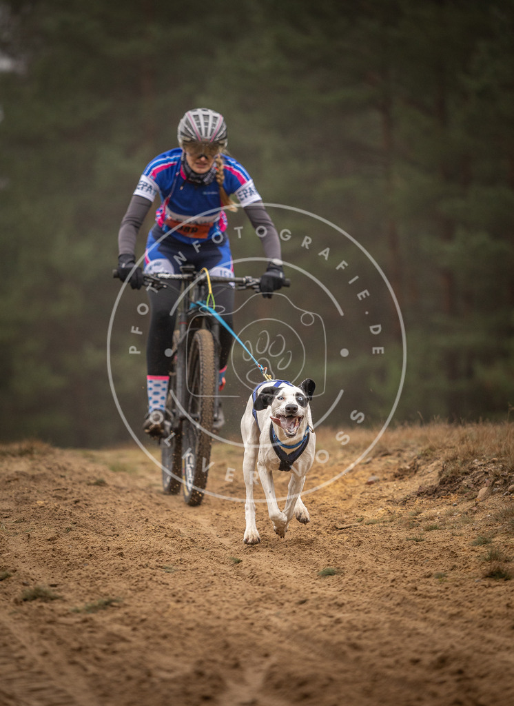 Pfotenfotografie_DV3A2906 | Hundefotografie, Tierfotograf, Pfotenfotografie, Fotoshooting Hund, Hunde Portrait, Hundesport, Hundeportraits, Heideshooting, Hunde, Sportfotograf, Hundefotograf, Turnierhundsport, THS,  - Realisiert mit Pictrs.com