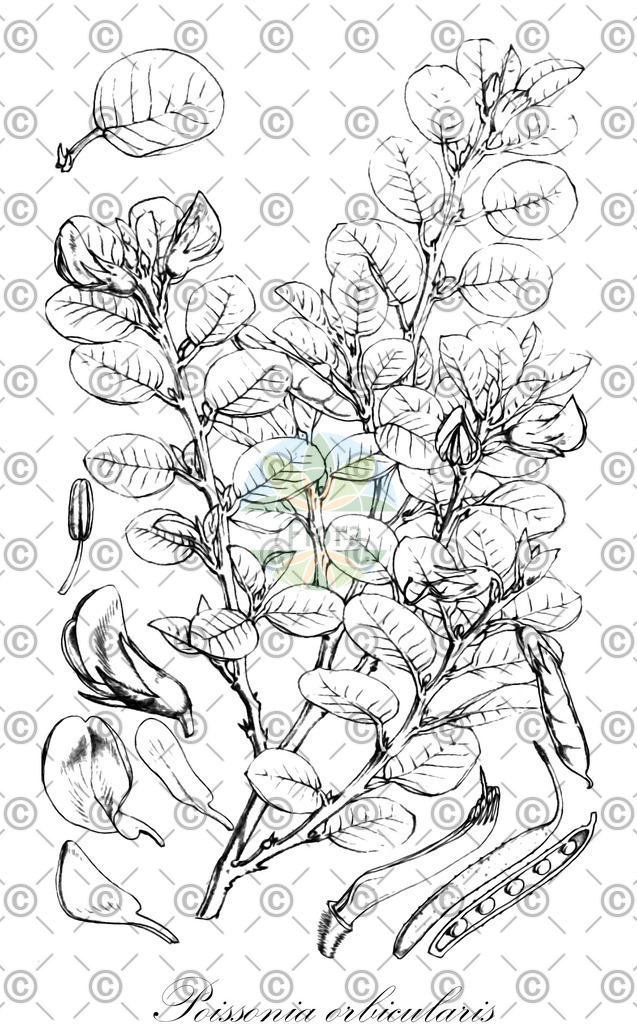 HistAbb_wfo-0000014381_1_ENZY_Simple | Historische Abbildung von Poissonia orbicularis - Fabaceae | Historical Illustration of Poissonia orbicularis - Fabaceae