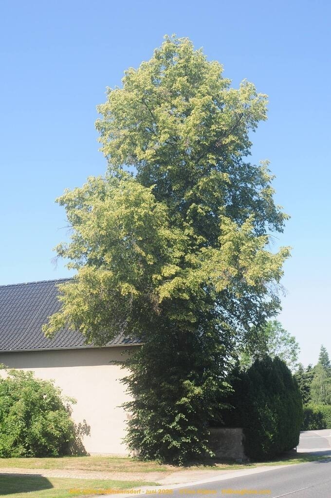 Geißmannsdorf-2026-Ortsbilder-136 | Geißmannsdorf bei Bischofswerda im Sommer 2026. Ein fotografischer Streifzug durch das Dorf Geißmannsdorf, mit Gebäuden, Straßen, Strohpuppen und geschmückten Vorgärten und Grundstücken anlässlich der 800-Jahr-Feier von Geißmannsdorf im Juni 2026 - Realisiert mit Pictrs.com