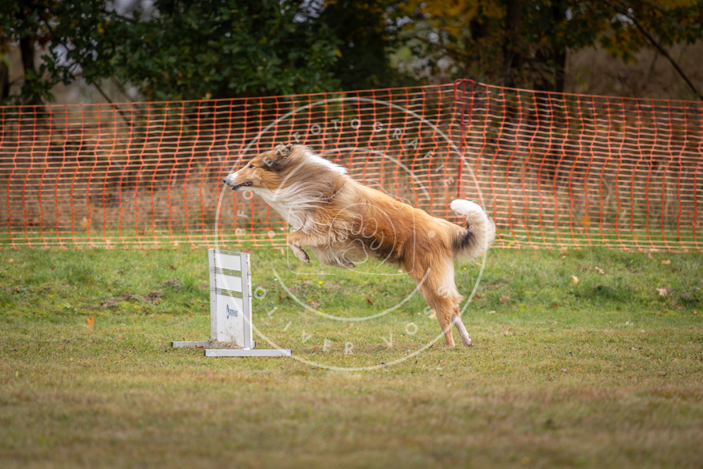Pfotenfotografie_DV3A1499 | Hundefotografie, Tierfotograf, Pfotenfotografie, Fotoshooting Hund, Hunde Portrait, Hundesport, Hundeportraits, Heideshooting, Hunde, Sportfotograf, Hundefotograf, Turnierhundsport, THS,  - Realisiert mit Pictrs.com
