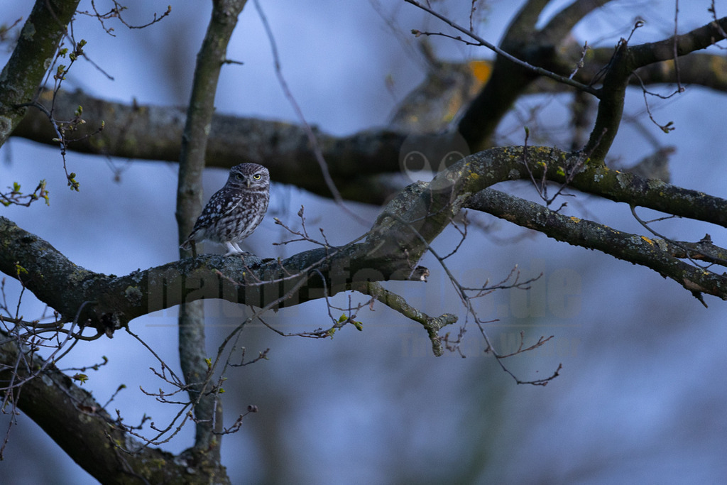 R5NF9336_20250412 | Ein Steinkauz (Athene noctua) sitzt auf einem dicken, moosbewachsenen Ast eines Baumes. Der Vogel blickt mit seinen leuchtend gelben Augen direkt in die Kamera. Sein Gefieder ist braun-weiß gesprenkelt. Im Hintergrund ist ein unscharfer, bläulicher Himmel oder eine Landschaft zu sehen, was auf die Dämmerung hindeutet. Die Äste des Baumes sind kahl, mit einigen kleinen, frischen Knospen, die auf den Frühling hinweisen. Es sind keine direkten Interaktionen mit anderen Tieren oder Objekten zu beobachten; der Steinkauz verweilt ruhig auf seinem Sitzplatz. - Realisiert mit Pictrs.com