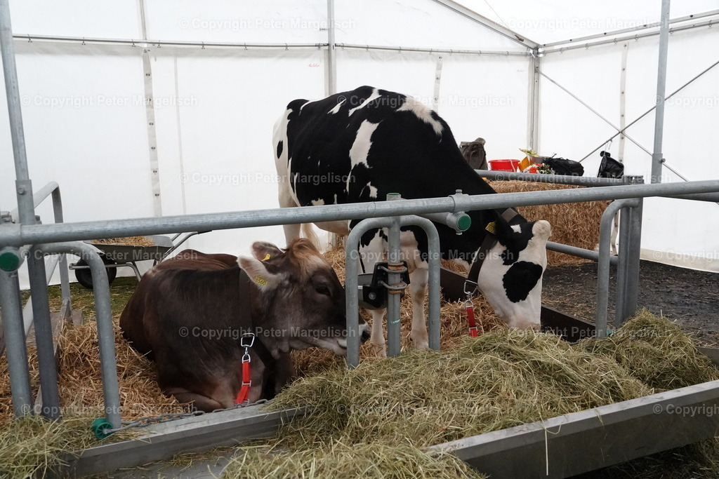 DSC00740 | Schwingen - Realisiert mit Pictrs.com