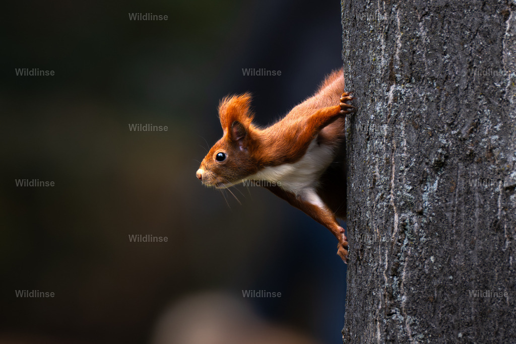 Wildlinse-251113-1-2 | Willkommen bei Wildlinse. Wildtierfotografien aus Schleswig-Holstein: Entdecke einzigartige Fine-Art-Prints und Poster, die Ruhe, Wildnis und die Schönheit unserer heimischen Tierwelt in dein Zuhause bringen. - Realisiert mit Pictrs.com