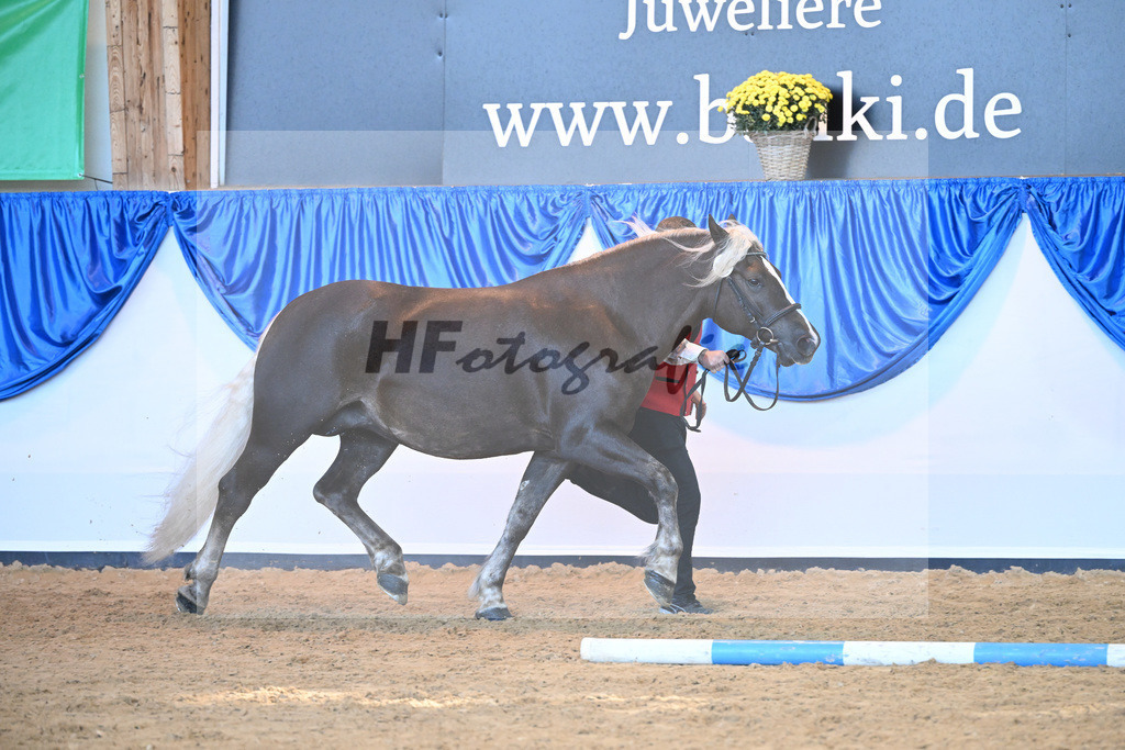 Kat-Nr. 105 Eisrose_Kuri_53220746 | hf-fotografie - Realizzato con Pictrs.com