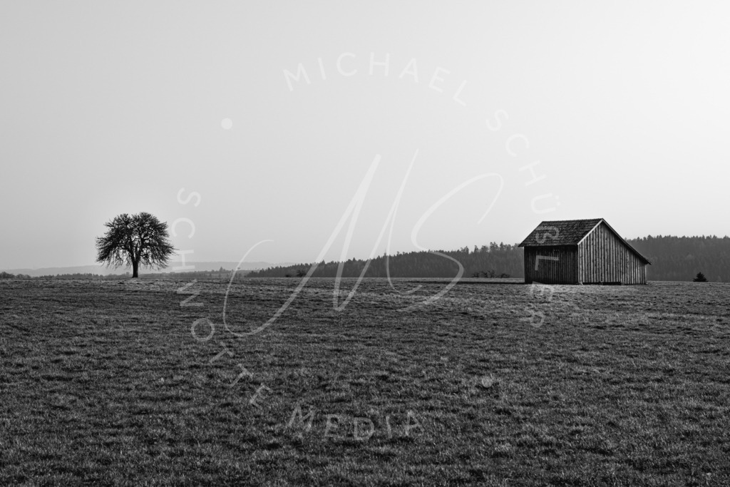 2021-02-24 Zavelstein Burg Krokus-19 | Outdoor - Realisiert mit Pictrs.com