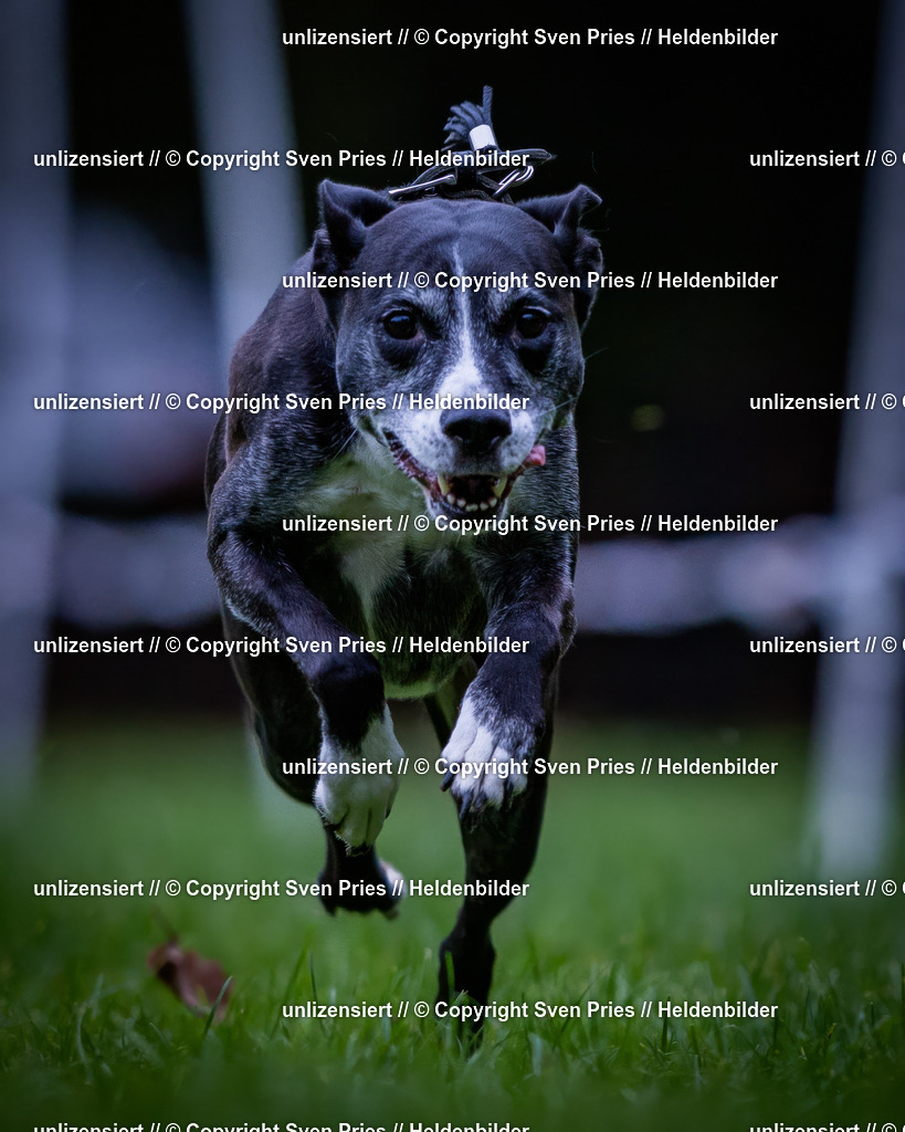 Sven Pries | 2024-10-19 - Hunderennen Ober-Grombach - Realisiert mit Pictrs.com