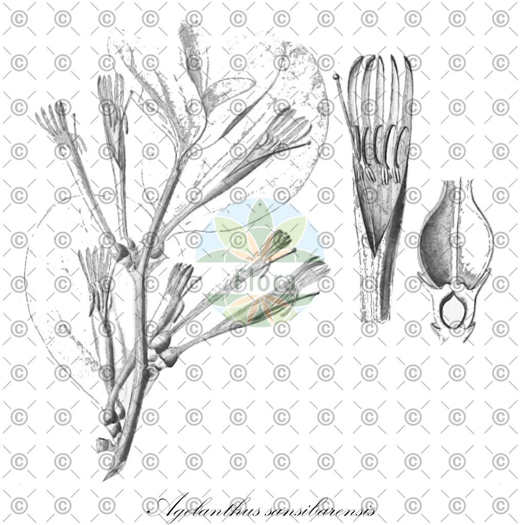 HistAbb_wfo-0000523869_1_ENZY_Simple | Historische Abbildung von Agelanthus sansibarensis - Loranthaceae | Historical Illustration of Agelanthus sansibarensis - Loranthaceae