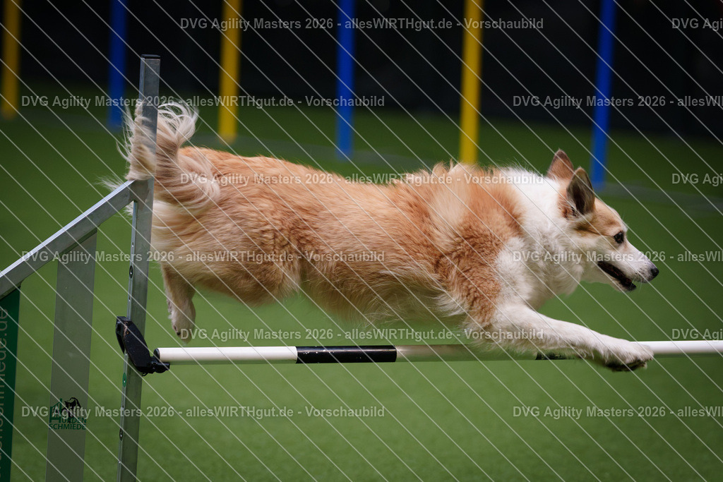 allesWIRTHgut_Tierfotografie-DVG_Agility_Masters_2026-13_40-7R509855 | Professionelle Tierfotografie in Mönchengladbach von Daniel Wirth (allesWIRTHgut). Liebevolle & natürliche Bilder von Hunden & Katzen für unvergessliche Erinnerungen.
