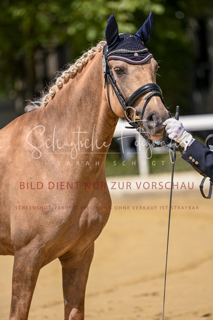 Schugtsche-Aluta25-48.Reitpferfdeprf.-66 | Schugtsche Fotografie - Realisiert mit Pictrs.com