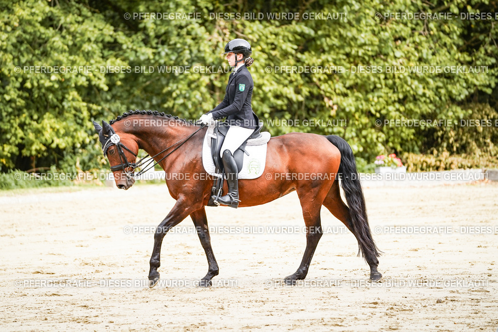 DSC01914 | Pferdegrafie