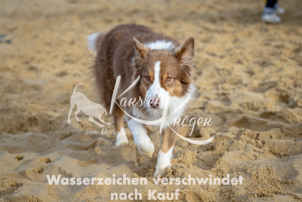 0926_ZZ92400 | kk-dogfotos