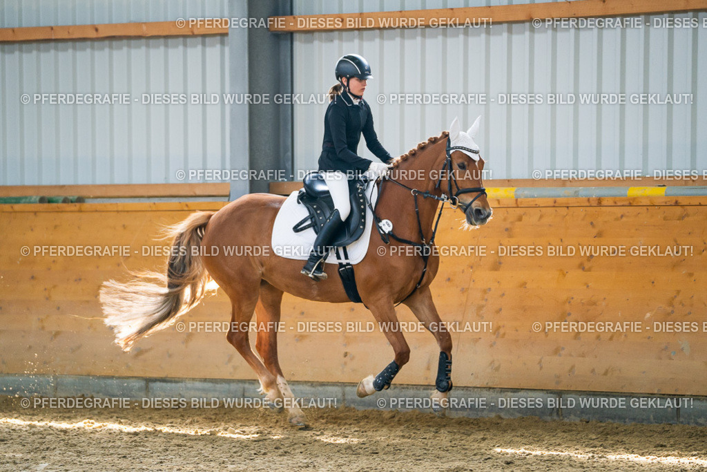 DSC01810 | Pferdegrafie