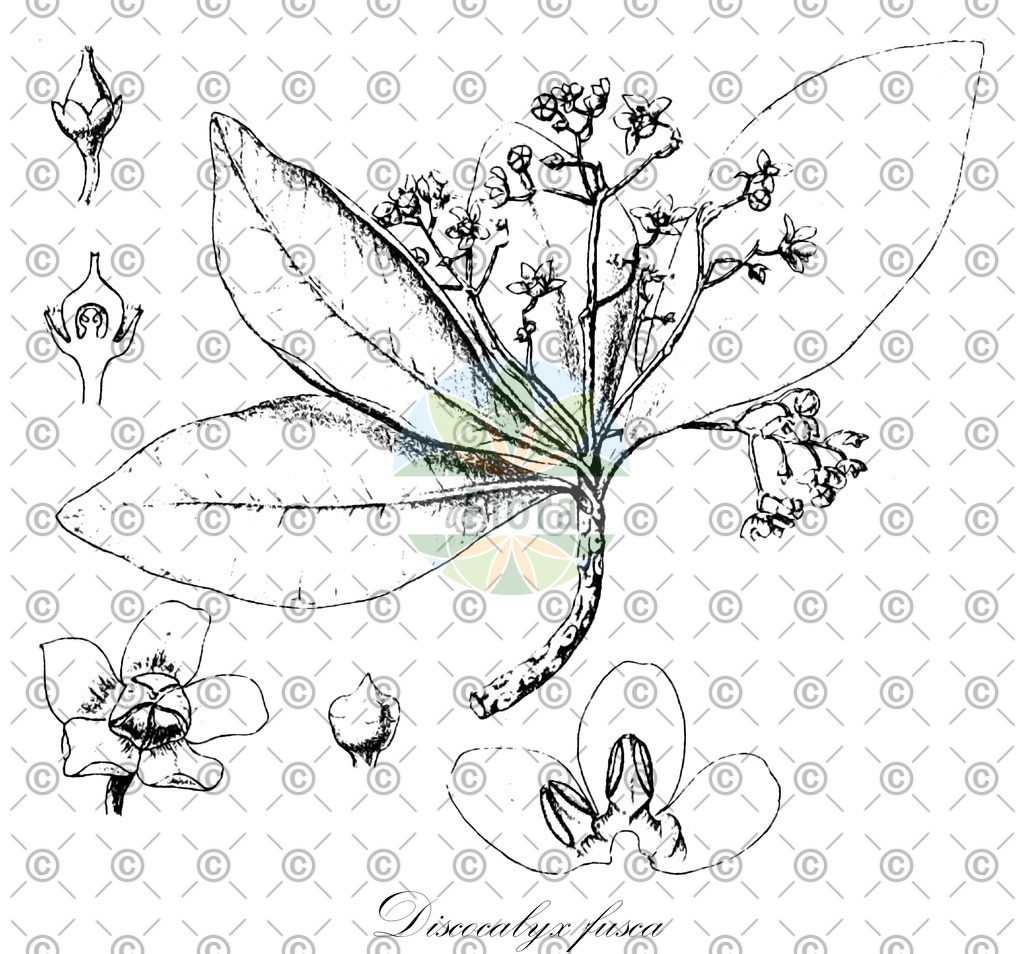 HistAbb_wfo-0000944642_1_ENZY_Simple | Historische Abbildung von Discocalyx fusca - Primulaceae | Historical Illustration of Discocalyx fusca - Primulaceae