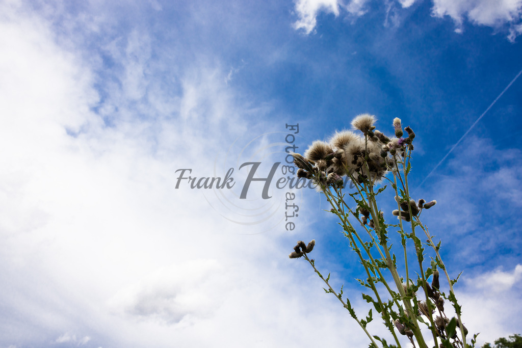 2023_07_23_9999_3 | Frank Herberich Fotografie, Frank Herberich, Fotografie, Hochzeit, Portrait, St. Peter Ording, Ording, Westerhever, Nordsee, Frank Fotografie, Hardheim,  Odenwald,Walldürn, Band,Eventfotografie - Realisiert mit Pictrs.com