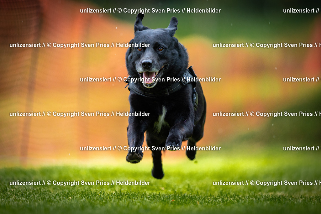 Sven Pries | 2025-09-21 - Hunderennen Baden-Oos - Realisiert mit Pictrs.com