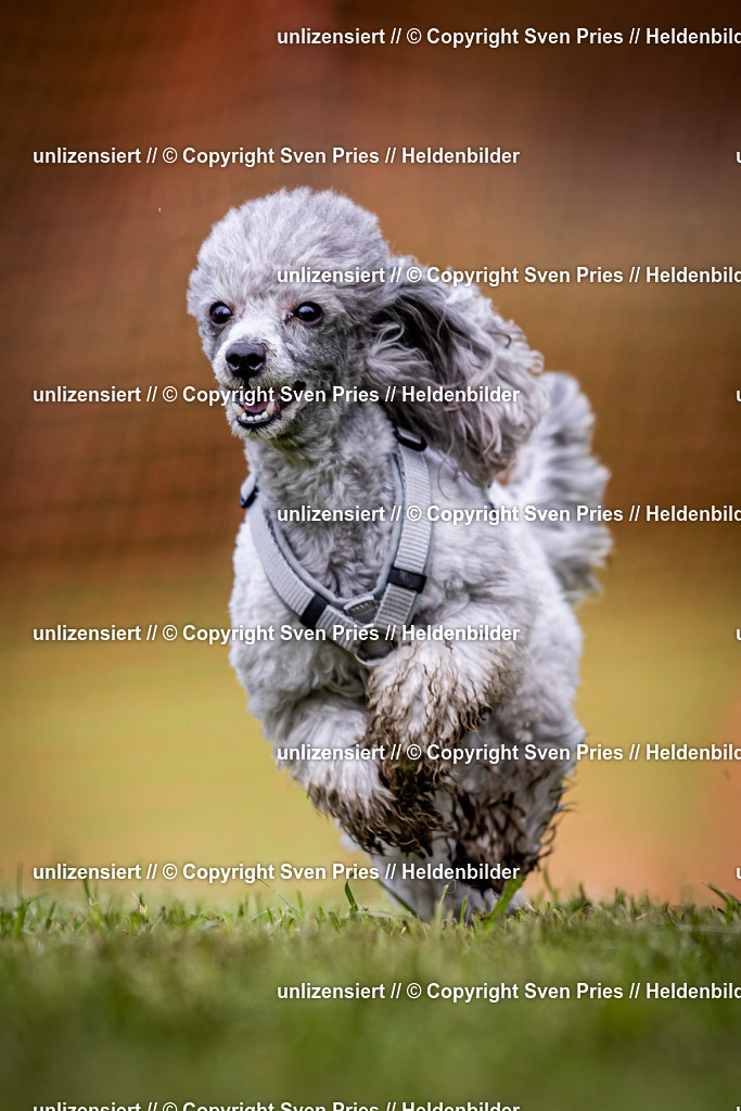 Sven Pries | 2024-04-21 - Hunderennen Baden-Oos
Foto: Sven Pries - Realisiert mit Pictrs.com