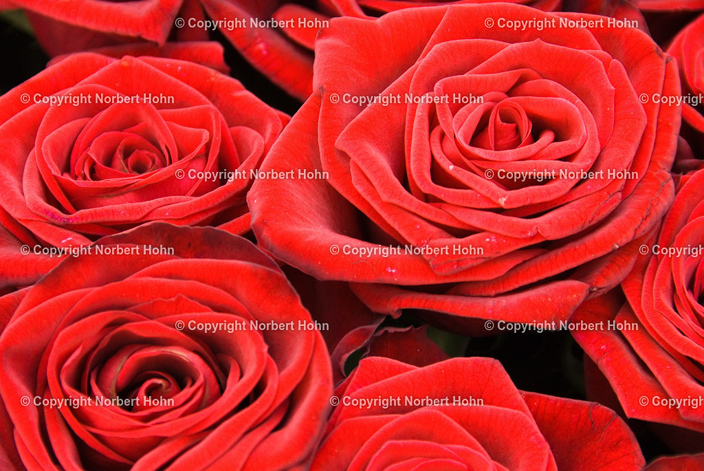 Reisefotografie - Asien - Thailand | Rote Rosen auf einem thailändischen Markt. - Realisiert mit Pictrs.com