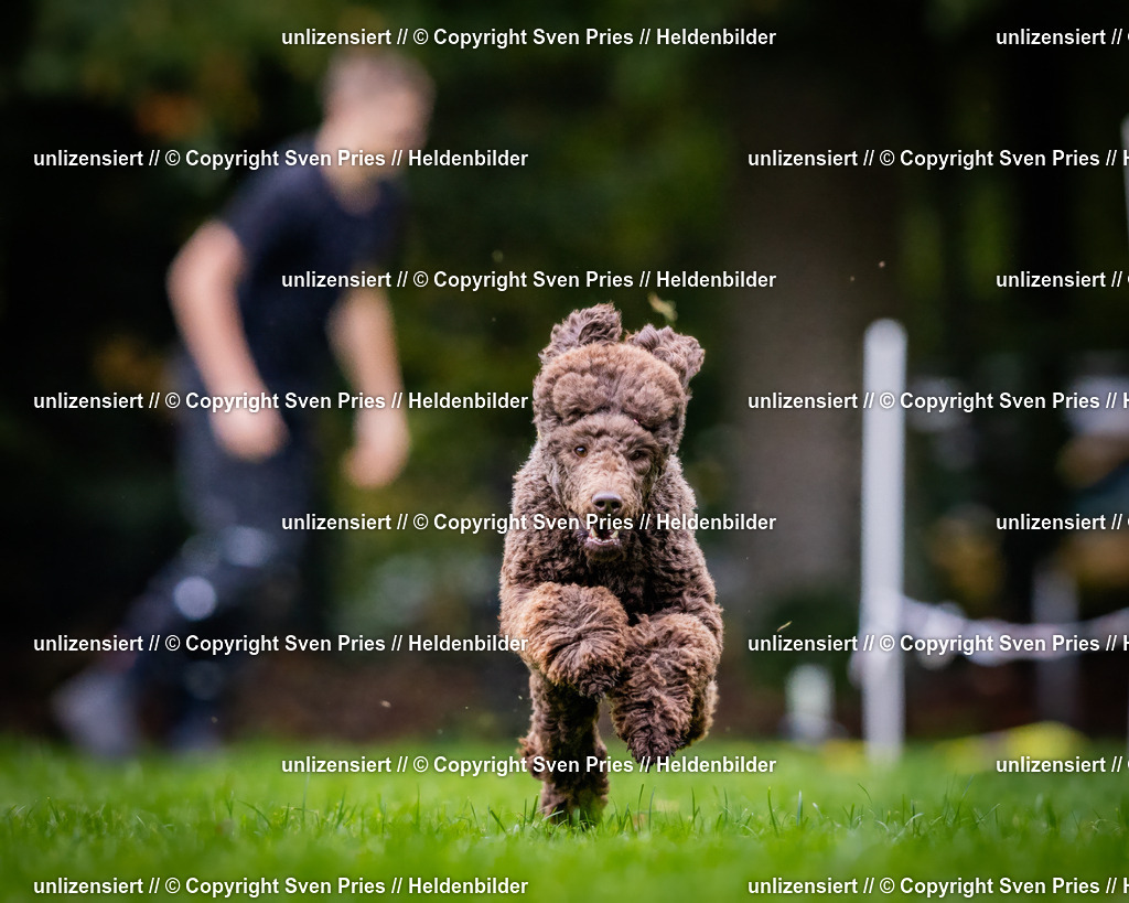 Sven Pries | 2024-10-19 - Hunderennen Ober-Grombach - Realisiert mit Pictrs.com