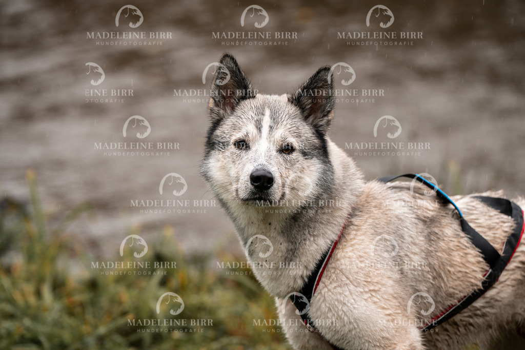 madeleinebirr-fotografie2025.campcanis.11-12Uhr-315 | hundefotografie-birr