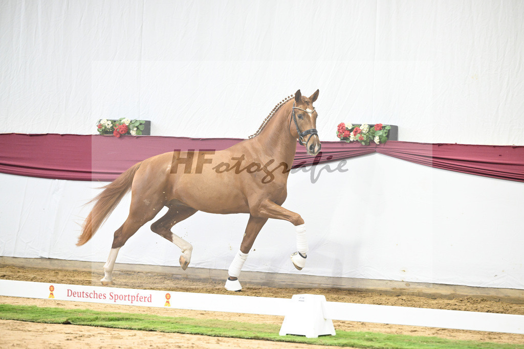 Kat-Nr. 22 Secret x Revolution_Gestuet Greim_47250631 | hf-fotografie - Realisiert mit Pictrs.com