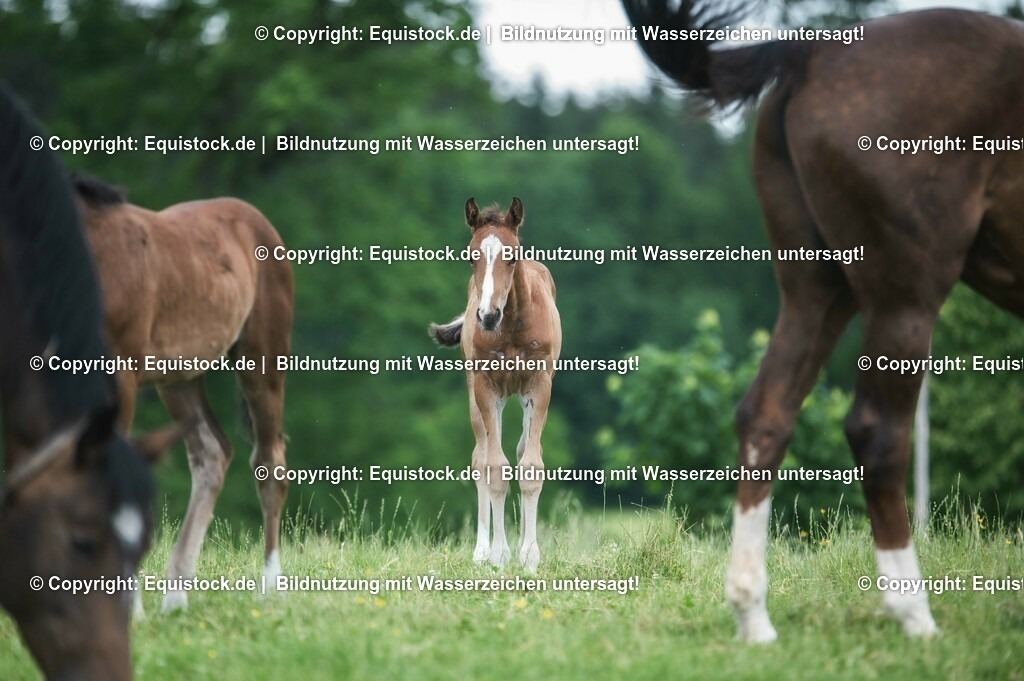 20210617_Fohlen_0362 | Foto: Thomas Hartig