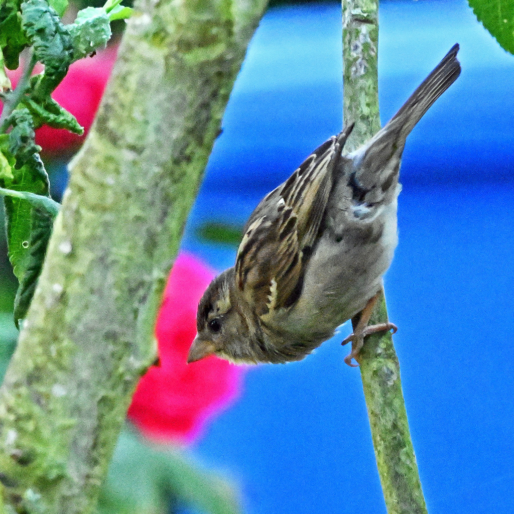 Spatz01q | lucisnaturbilder - Realisiert mit Pictrs.com