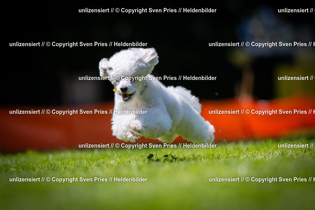 Sven Pries | 2025-08-10 - Hunderennen Durlach - Realisiert mit Pictrs.com