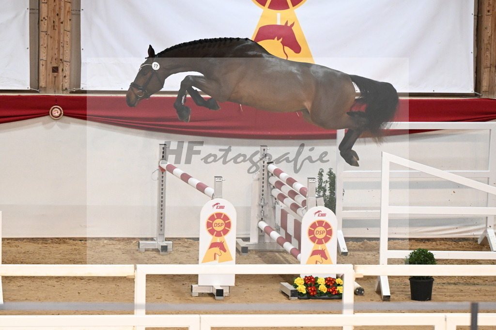 Kat.-Nr. 17 v. Denzel van het Meulenhof_Laue_3261669 | hf-fotografie - Realizzato con Pictrs.com