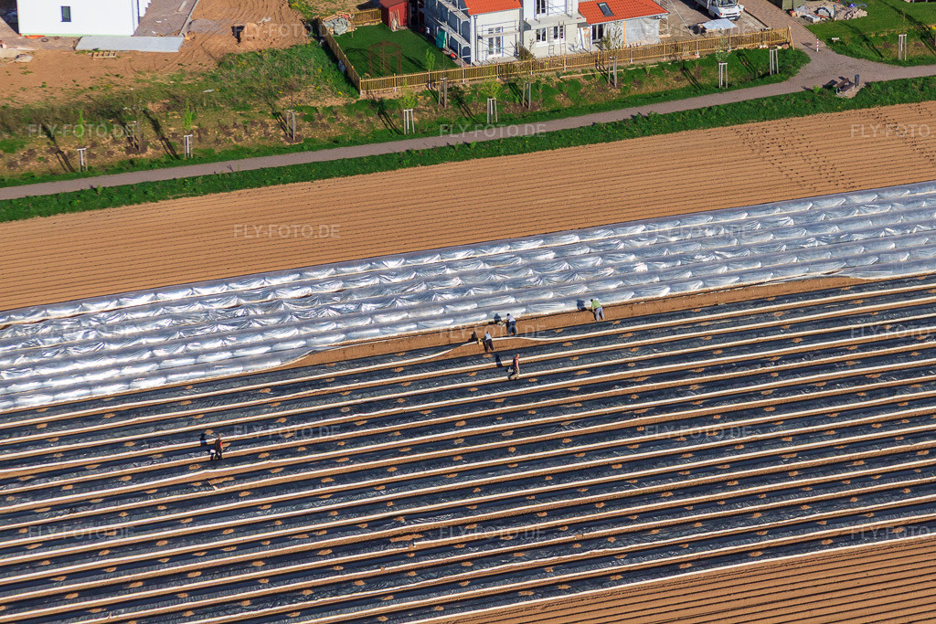 Luftbild: Pfälzer Spargelernte unter silberner bzw. schwarzer Folie im Ortsteil Mörlheim in Landau im Bundesland Rheinland-Pfalz in Deutschland. Foto: IMG_39425.jpg vom 09.04.2011 durch Werner Riehm/FLY-FOTO.de