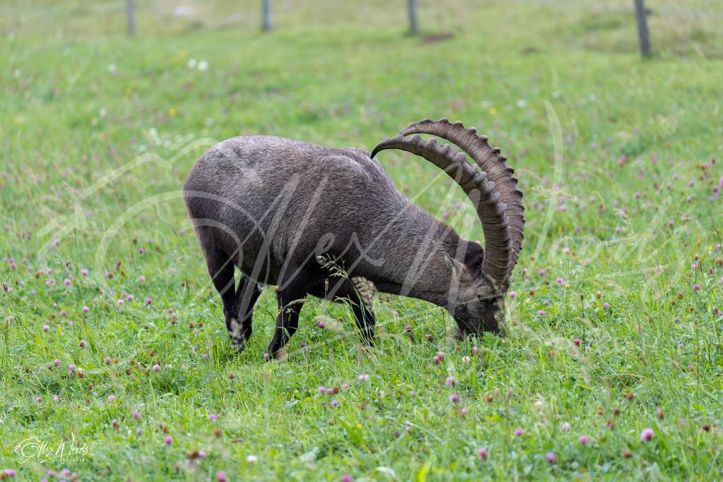 20240922_090436_SA935927-Enhanced-NR_AlexWoods_FullSize | Alex Woods Photography