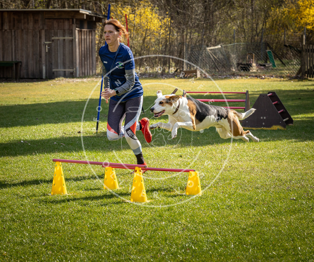 Pfotenfotografie_DV3A1976 | Hundefotografie, Tierfotograf, Pfotenfotografie, Fotoshooting Hund, Hunde Portrait, Hundesport, Hundeportraits, Heideshooting, Hunde, Sportfotograf, Hundefotograf, Turnierhundsport, THS,  - Realisiert mit Pictrs.com
