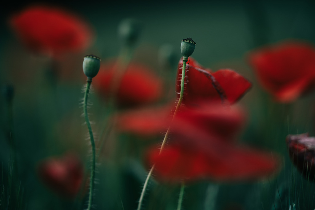 Mohnfeld | Simone Sonderegger Photography