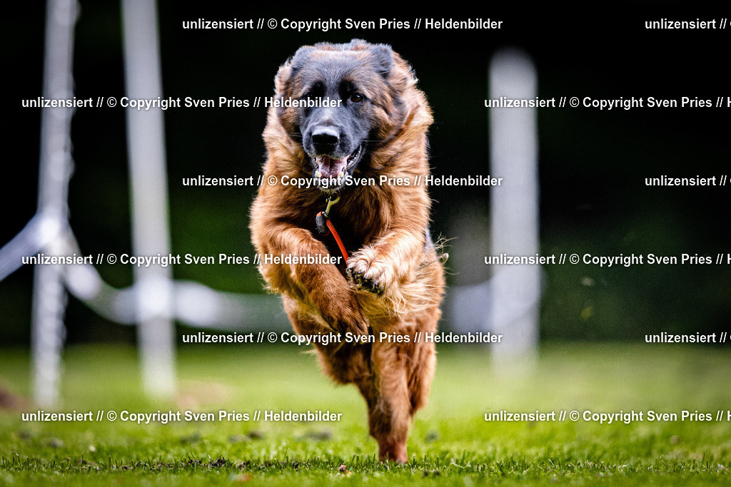 Sven Pries | 2025-10-03 - Hunderennen Obergrombach - Realisiert mit Pictrs.com