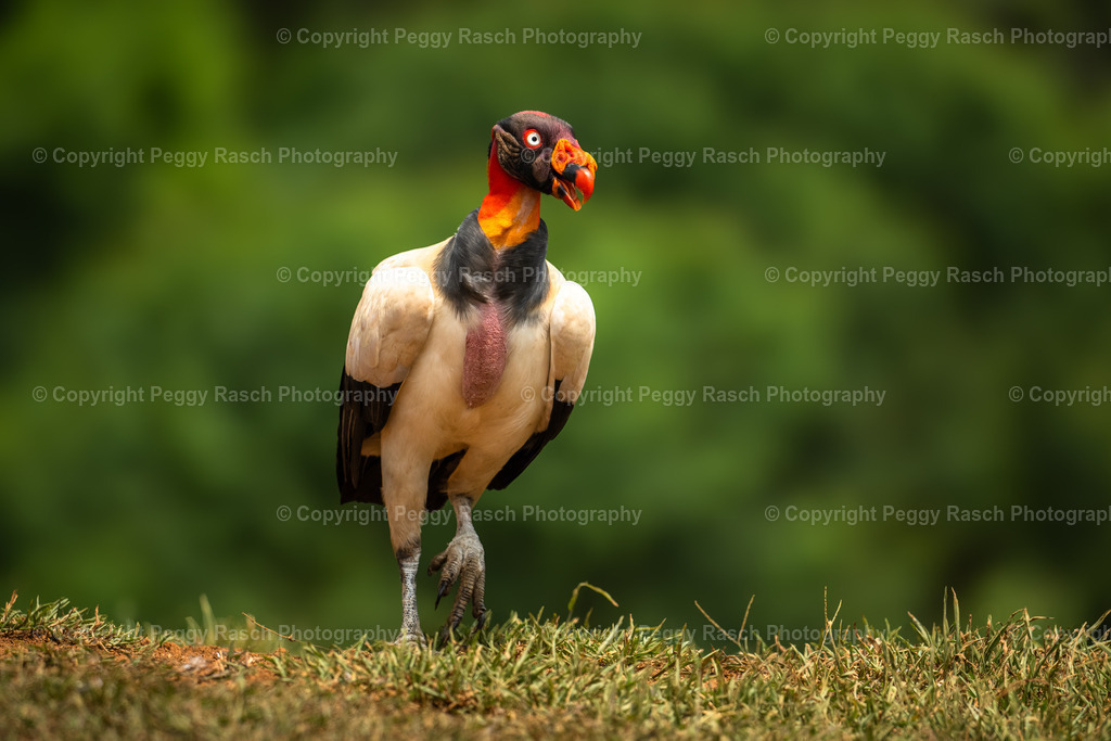 Königsgeier (10) | PeggyRaschPhotography - Realisiert mit Pictrs.com