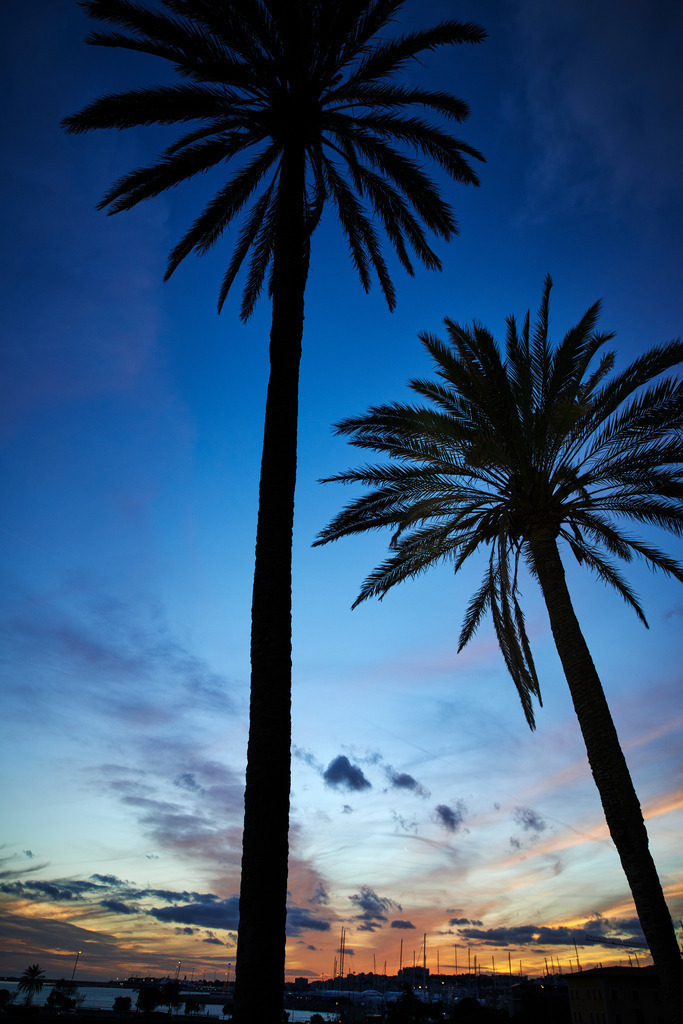 Palmen im Hafenviertel | Palma de Mallorca, Spanien - December 28, 2013: Palmen im Hafenviertel. - Realisiert mit Pictrs.com