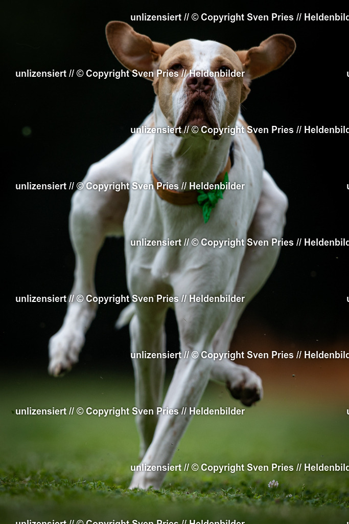 Sven Pries | 19. Allgemeines Hunderennen Karlsruhe Durlach - Realisiert mit Pictrs.com