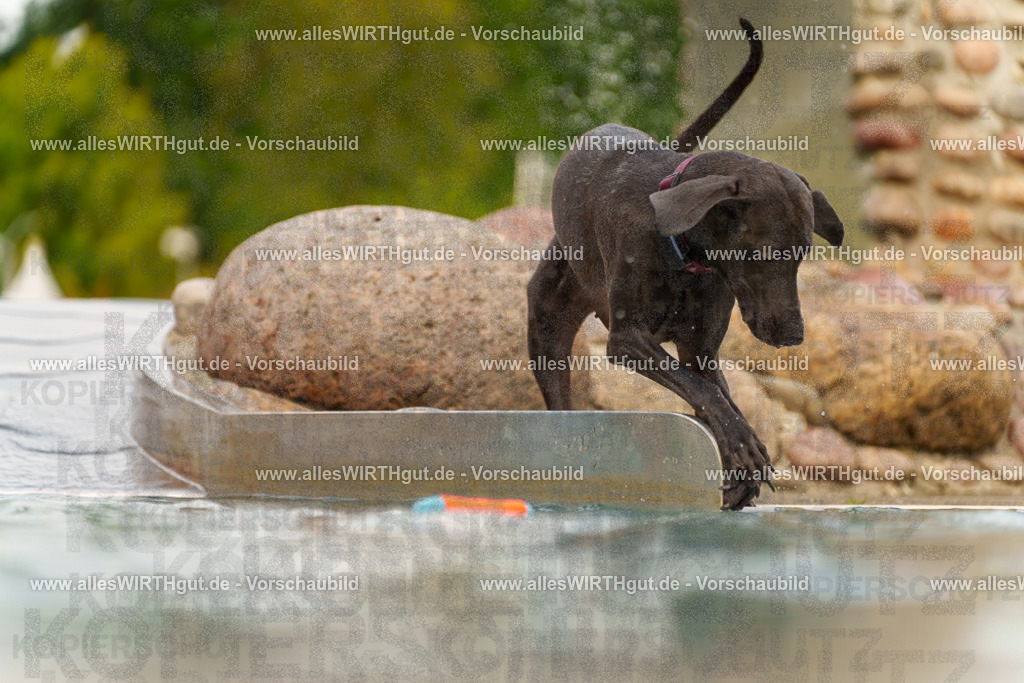 Hundeschwimmen_Grefrath_2026-allesWIRTHgut_Tierfotografie-11_08-7R503123 | Professionelle Tierfotografie in Mönchengladbach von Daniel Wirth (allesWIRTHgut). Liebevolle & natürliche Bilder von Hunden & Katzen für unvergessliche Erinnerungen.