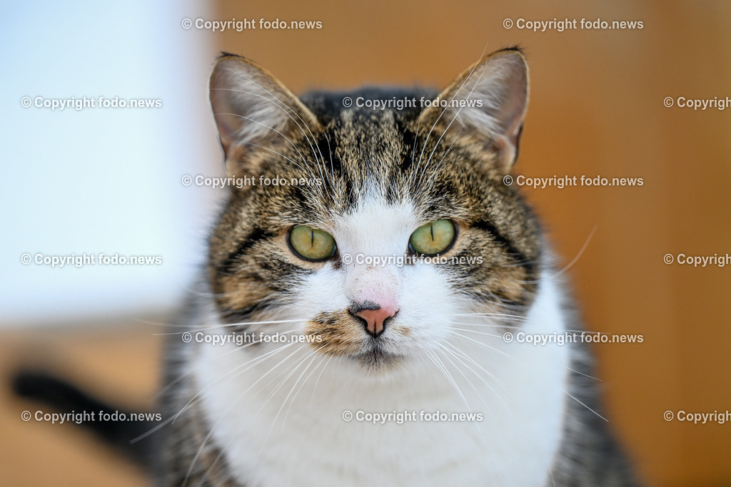 Slowakei_ Durcina_ Ranch Simba_ 06.01.2026-48 | 06.01.2026, Rajec, SVK, Themenbild, Katze, getigerte Katze, Hauskatze, Bauernhof, Scheune, Tierportraet, gemuetlich, laendlich, Natur, Haustier, Fell, Schnurrhaare, blicken, sitzen, Winter