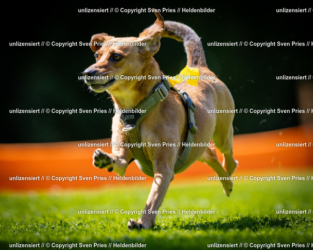 Sven Pries | 2025-08-10 - Hunderennen Durlach - Realisiert mit Pictrs.com