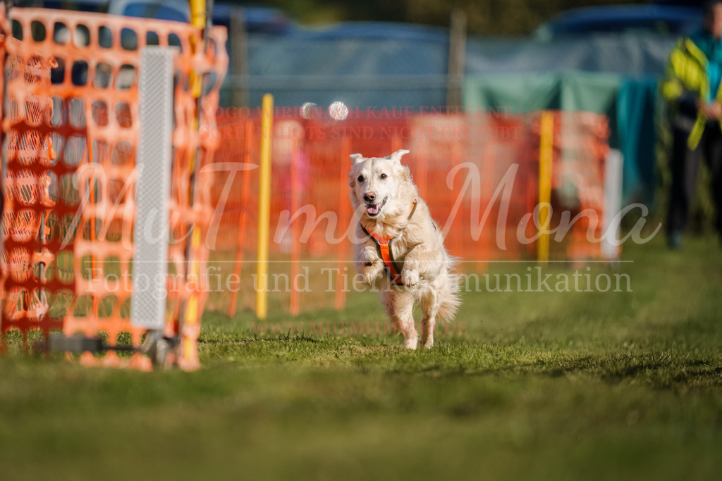 20250928_Hunderennen-66 | MuT (Mensch und Tier) mit Mona - Fotografie und Tierkommunikation - Realisiert mit Pictrs.com