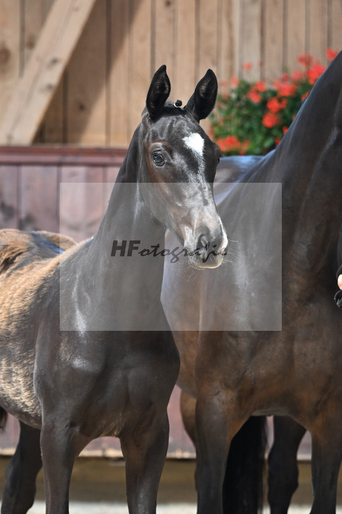 Kat-Nr. 28 Feliciano x San Amour I_HF_Niedermair_25250424 | hf-fotografie - Realizzato con Pictrs.com