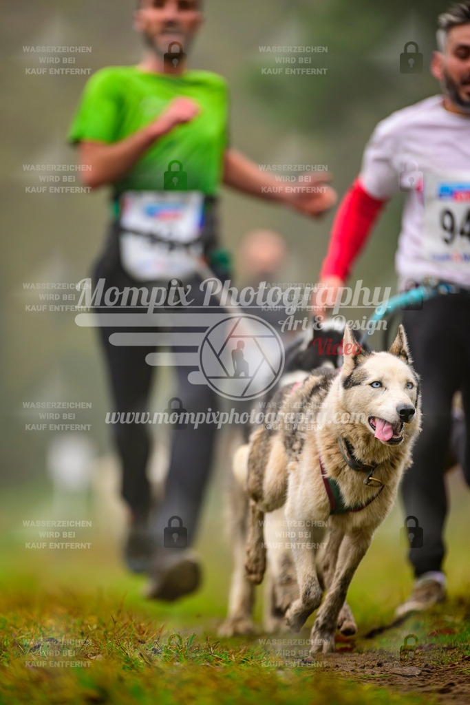 MompixPhotography_Bischwiller2025_Canicross-52 | mompixphotography