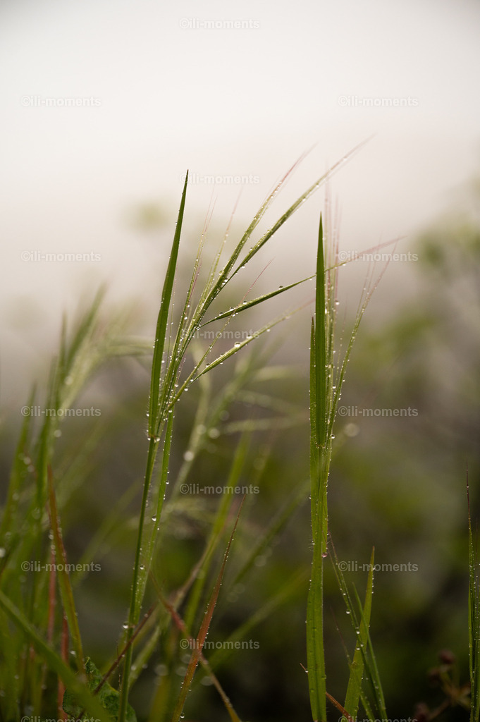 Morgentau | Hohes Gras mit glitzerndem Morgentau im sanften Nebel des frühen Tages. Dieses zarte Naturbild vermittelt Ruhe und frische Klarheit – perfekt als Kunstdruck für natürliche und friedliche Raumgestaltungen. - Realisiert mit Pictrs.com
