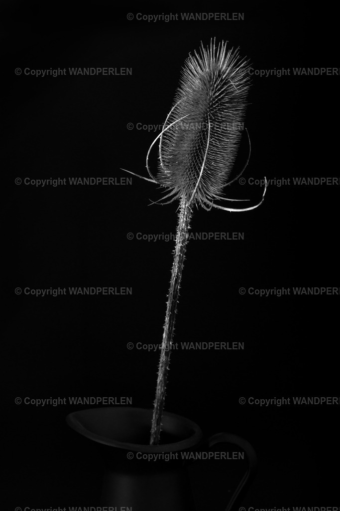 Distel II | Distel - Realisiert mit Pictrs.com