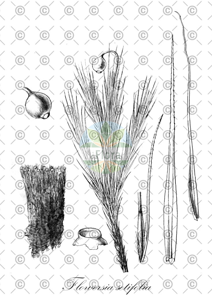 HistAbb_wfo-0000691441_1_ENZY_Simple | Historische Abbildung von Flowersia setifolia - Bartramiaceae | Historical Illustration of Flowersia setifolia - Bartramiaceae