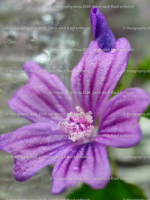 titusgraphy_P7169423-vz-ln | titusgraphy-shop: Geschenkideen mit Qualitätsfotos. titusgraphy-shop: gift ideas with quality photos. titusgraphy-shop: idées cadeaux avec photos de qualité.  - Realisiert mit Pictrs.com