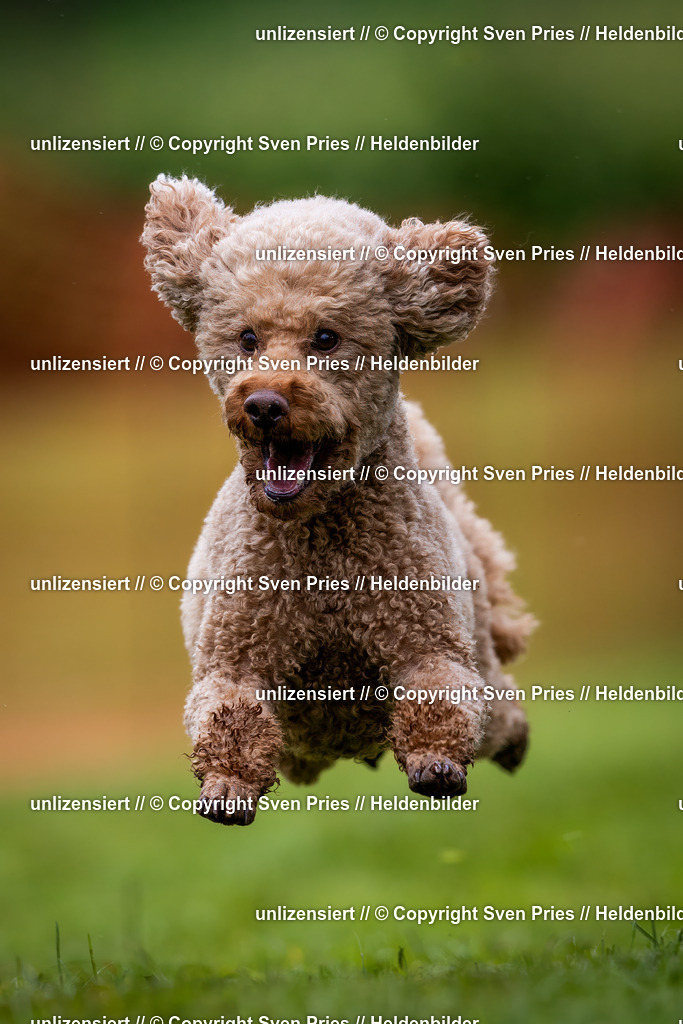 Sven Pries | 2024-04-21 - Hunderennen Baden-Oos
Foto: Sven Pries - Realisiert mit Pictrs.com